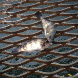 オリジナルメーカー海づり公園(市原市海づり施設) 釣果