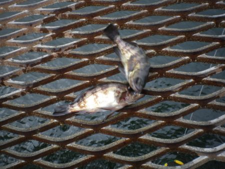 オリジナルメーカー海づり公園(市原市海づり施設) 釣果