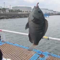 オリジナルメーカー海づり公園(市原市海づり施設) 釣果
