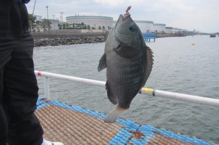 オリジナルメーカー海づり公園(市原市海づり施設) 釣果