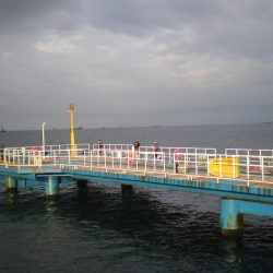 オリジナルメーカー海づり公園(市原市海づり施設) 釣果