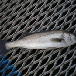 オリジナルメーカー海づり公園(市原市海づり施設) 釣果