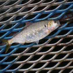 オリジナルメーカー海づり公園(市原市海づり施設) 釣果