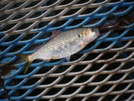 オリジナルメーカー海づり公園(市原市海づり施設) 釣果