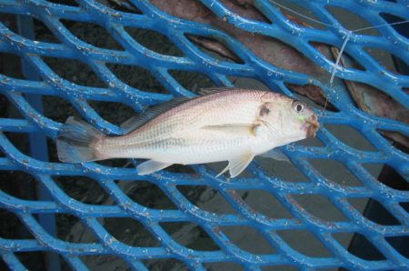 オリジナルメーカー海づり公園(市原市海づり施設) 釣果