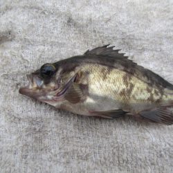 オリジナルメーカー海づり公園(市原市海づり施設) 釣果