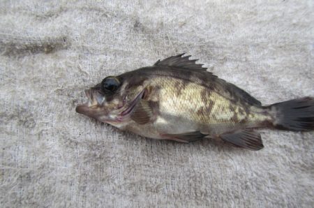 オリジナルメーカー海づり公園(市原市海づり施設) 釣果