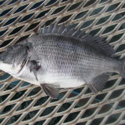 オリジナルメーカー海づり公園(市原市海づり施設) 釣果