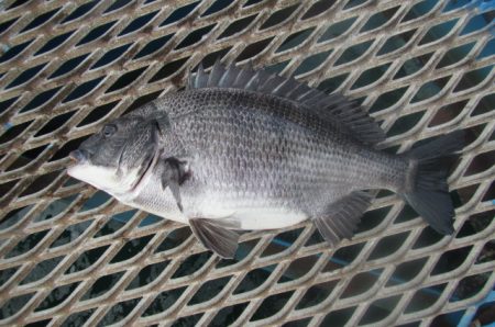 オリジナルメーカー海づり公園(市原市海づり施設) 釣果