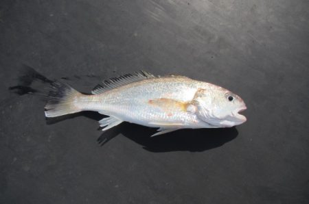 オリジナルメーカー海づり公園(市原市海づり施設) 釣果