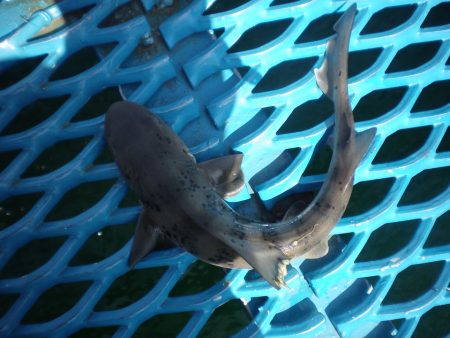 オリジナルメーカー海づり公園(市原市海づり施設) 釣果