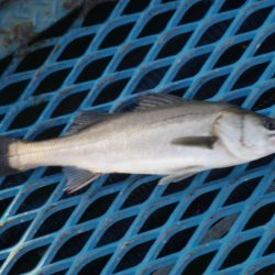 オリジナルメーカー海づり公園(市原市海づり施設) 釣果