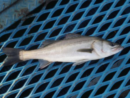 オリジナルメーカー海づり公園(市原市海づり施設) 釣果