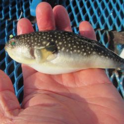 オリジナルメーカー海づり公園(市原市海づり施設) 釣果