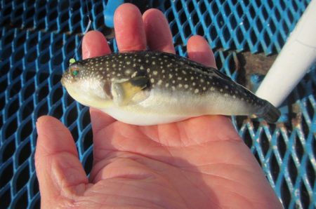 オリジナルメーカー海づり公園(市原市海づり施設) 釣果