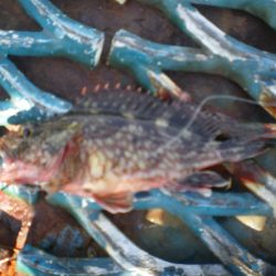 オリジナルメーカー海づり公園(市原市海づり施設) 釣果