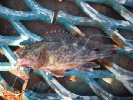 オリジナルメーカー海づり公園(市原市海づり施設) 釣果