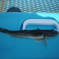 オリジナルメーカー海づり公園(市原市海づり施設) 釣果