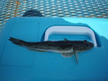 オリジナルメーカー海づり公園(市原市海づり施設) 釣果