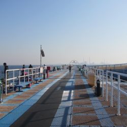 オリジナルメーカー海づり公園(市原市海づり施設) 釣果