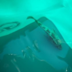 オリジナルメーカー海づり公園(市原市海づり施設) 釣果