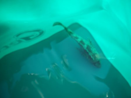 オリジナルメーカー海づり公園(市原市海づり施設) 釣果