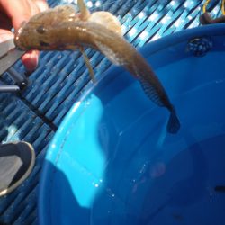 オリジナルメーカー海づり公園(市原市海づり施設) 釣果