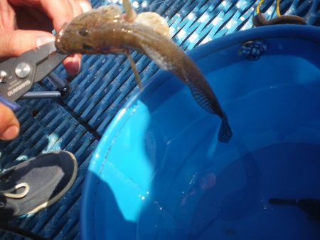 オリジナルメーカー海づり公園(市原市海づり施設) 釣果