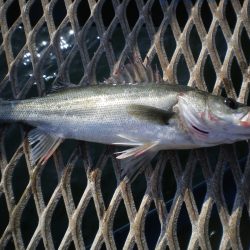 オリジナルメーカー海づり公園(市原市海づり施設) 釣果