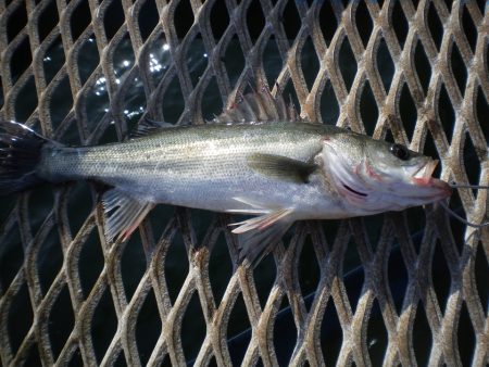 オリジナルメーカー海づり公園(市原市海づり施設) 釣果