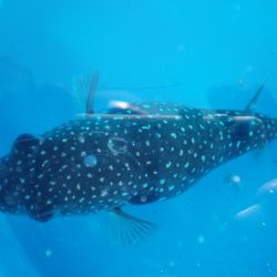 オリジナルメーカー海づり公園(市原市海づり施設) 釣果