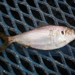 オリジナルメーカー海づり公園(市原市海づり施設) 釣果