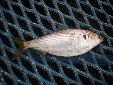 オリジナルメーカー海づり公園(市原市海づり施設) 釣果