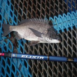 オリジナルメーカー海づり公園(市原市海づり施設) 釣果