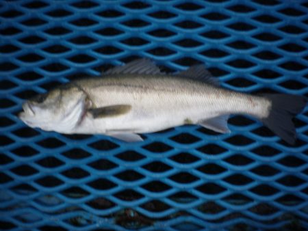 オリジナルメーカー海づり公園(市原市海づり施設) 釣果