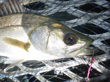 オリジナルメーカー海づり公園(市原市海づり施設) 釣果