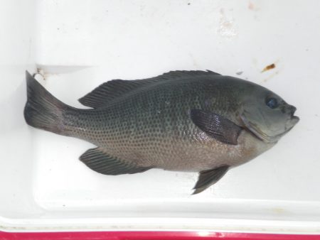 オリジナルメーカー海づり公園(市原市海づり…