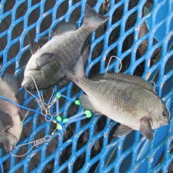 オリジナルメーカー海づり公園(市原市海づり施設) 釣果