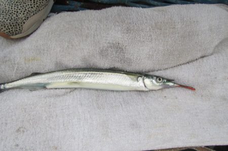 オリジナルメーカー海づり公園(市原市海づり施設) 釣果