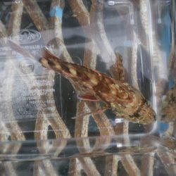 オリジナルメーカー海づり公園(市原市海づり施設) 釣果