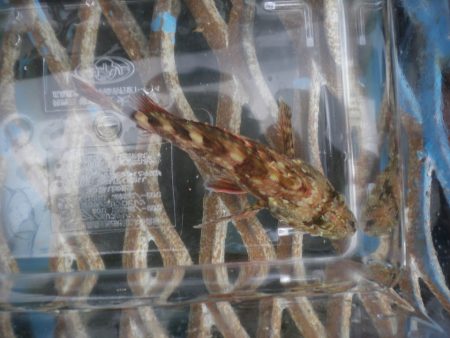 オリジナルメーカー海づり公園(市原市海づり施設) 釣果