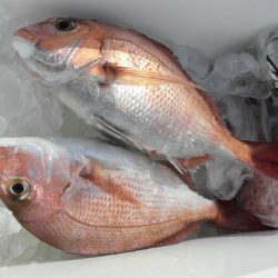 大進丸(新潟) 釣果