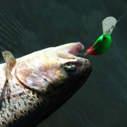 小菅トラウトガーデン 釣果