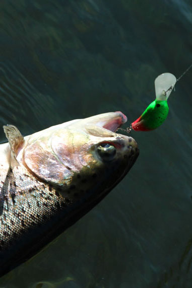 小菅トラウトガーデン 釣果