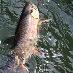 小菅トラウトガーデン 釣果