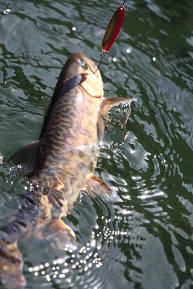 小菅トラウトガーデン 釣果