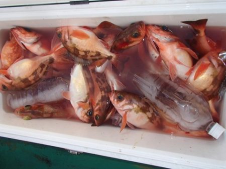 第二むつ漁丸 釣果