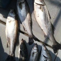 IDATEN(イダテン) 釣果