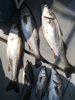 IDATEN(イダテン) 釣果