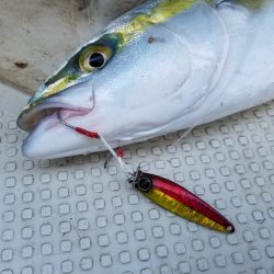 遊漁船 ニライカナイ 釣果